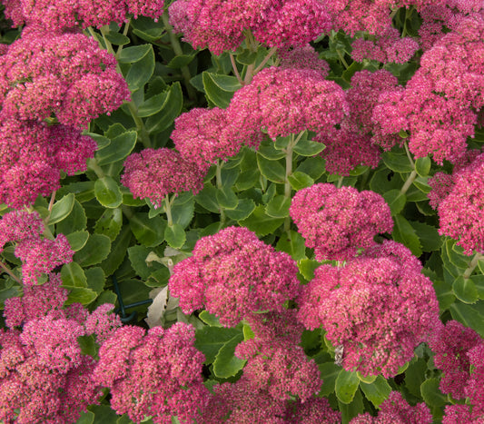 Kärleksört Sedum ‘Herbstfreude’