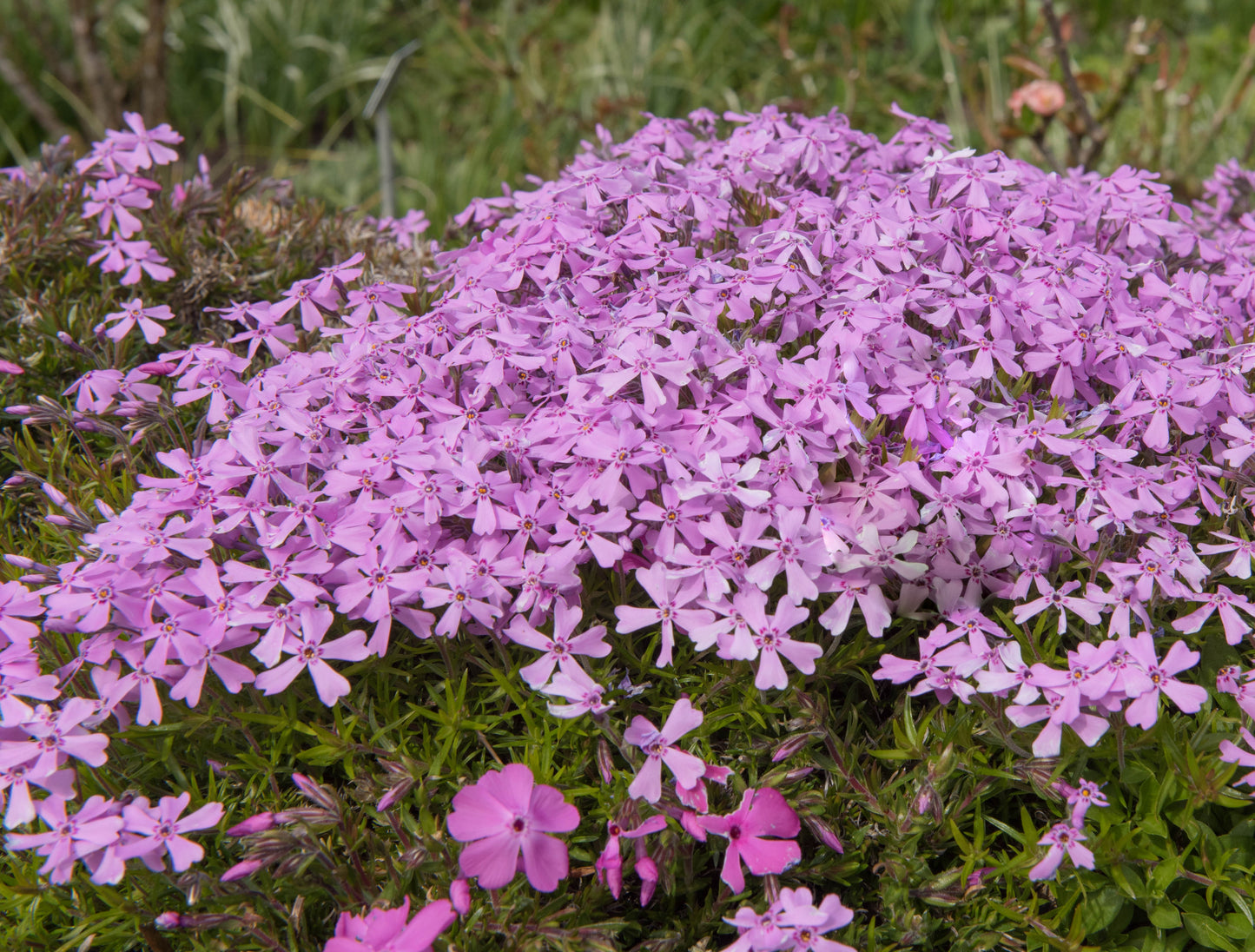 Höstglim Silene schafta