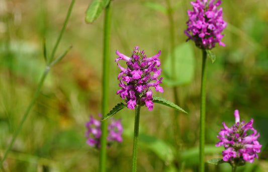 Stachys monieri 'Hummelo'
