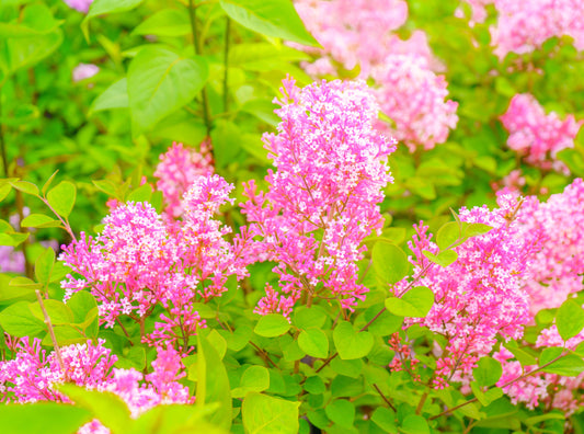 Syren Tinkerbelle 40-50 cm