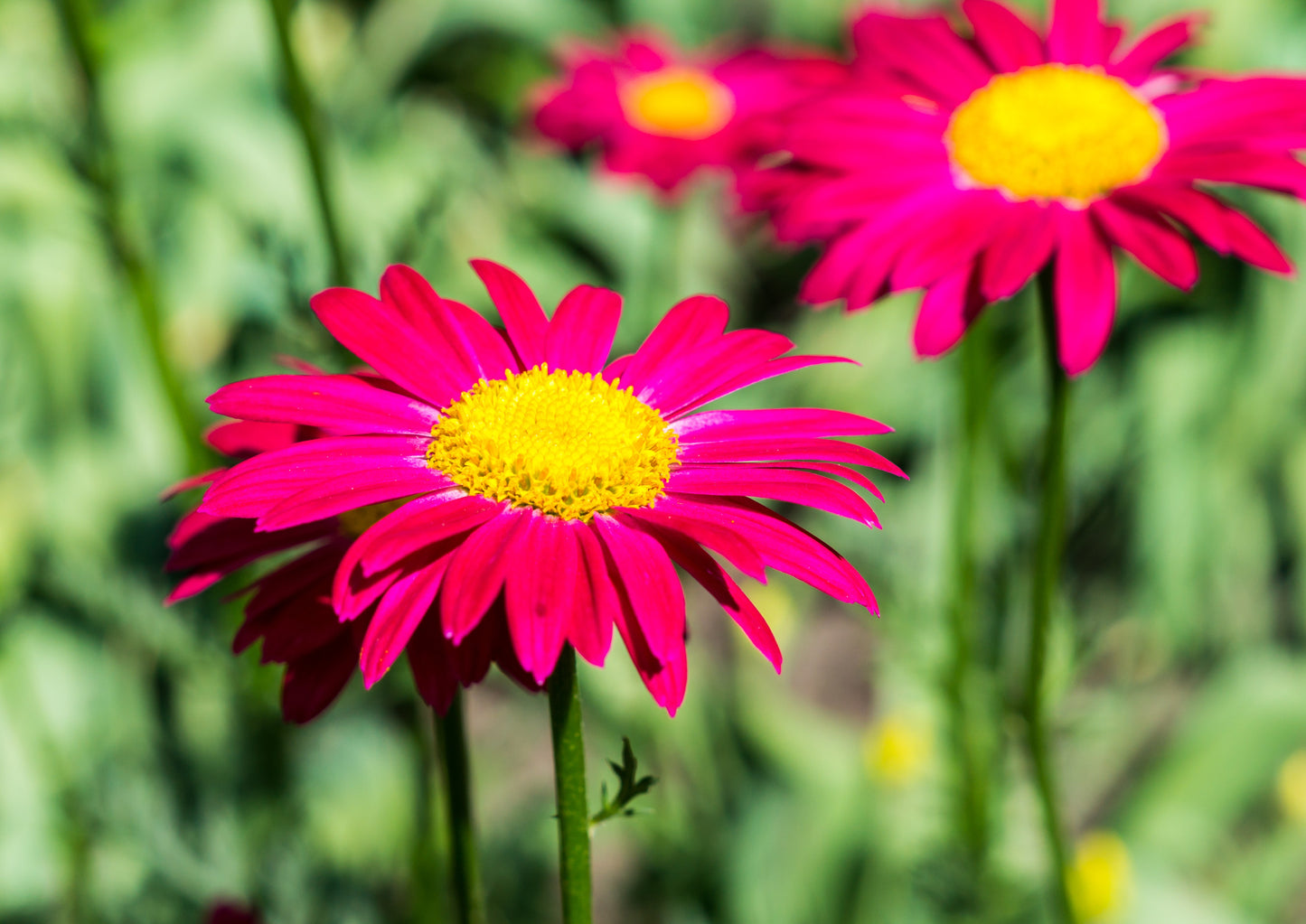 Tanacetum coccineum ’Robinson’s Red’ Rosenkrage