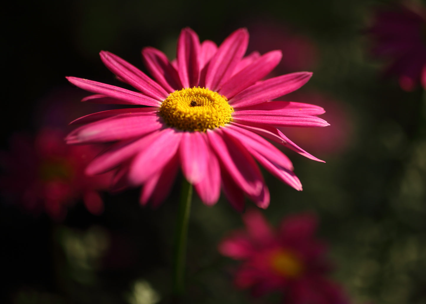 Tanacetum coccineum ’Robinson’s Red’ Rosenkrage