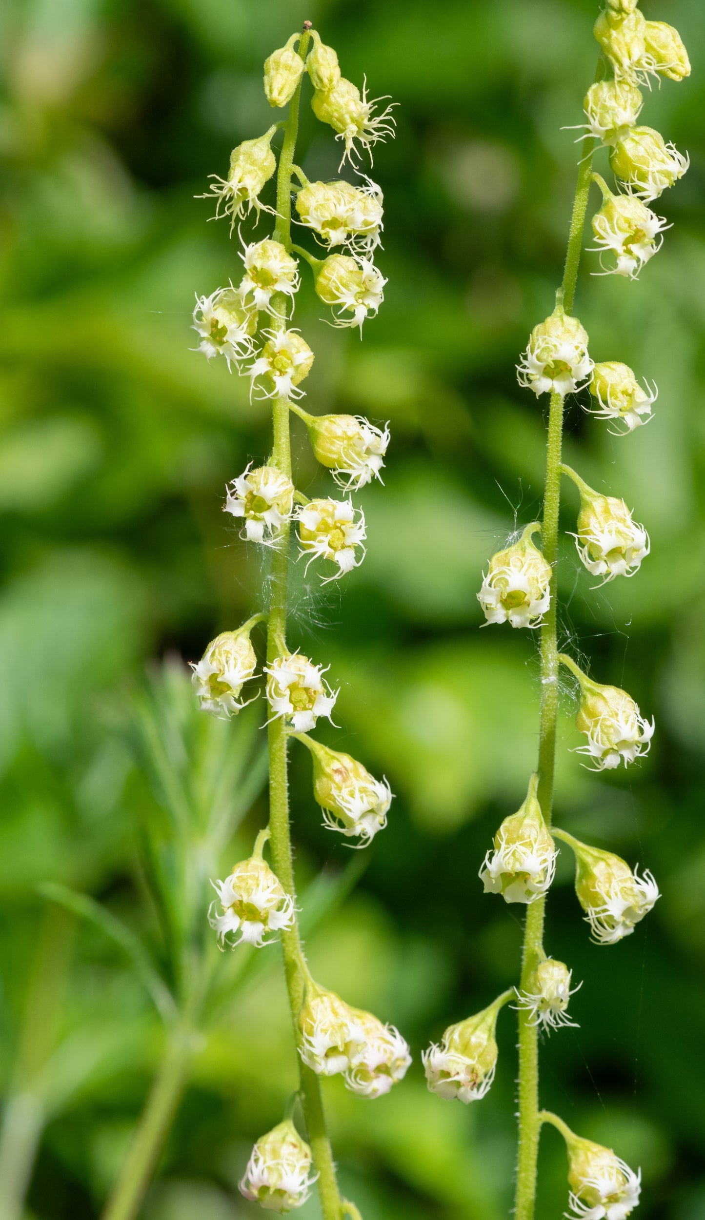Anagrambräcka Tellima grandiflora