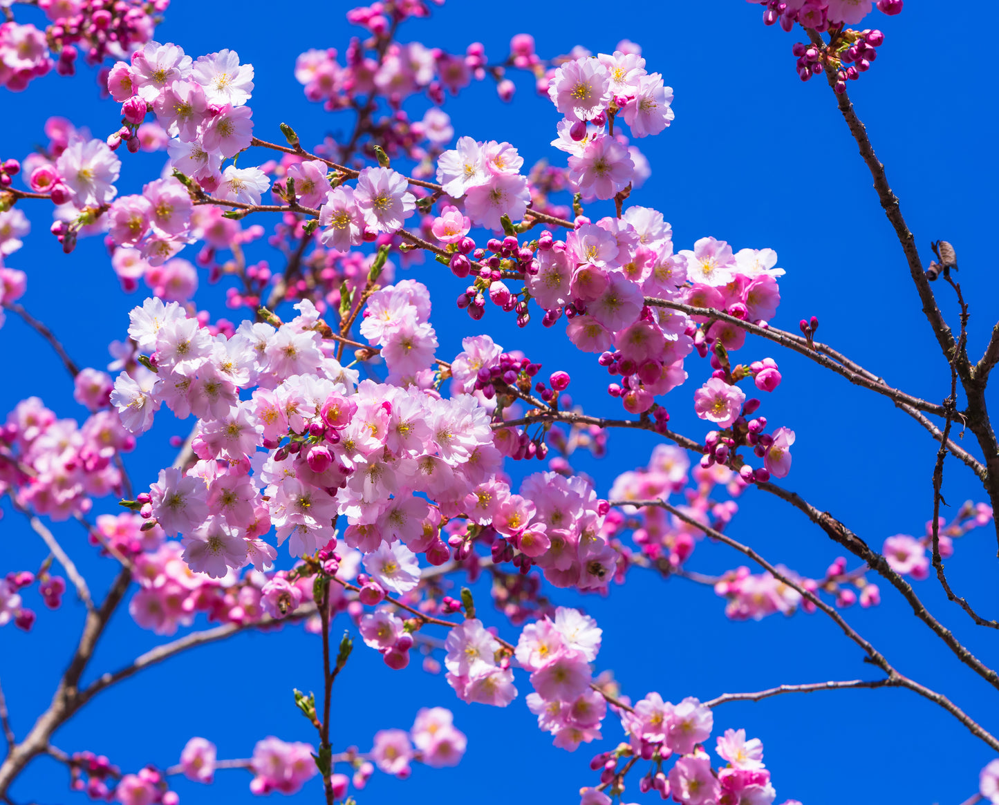 Prydnadsträd Accolade 80 cm