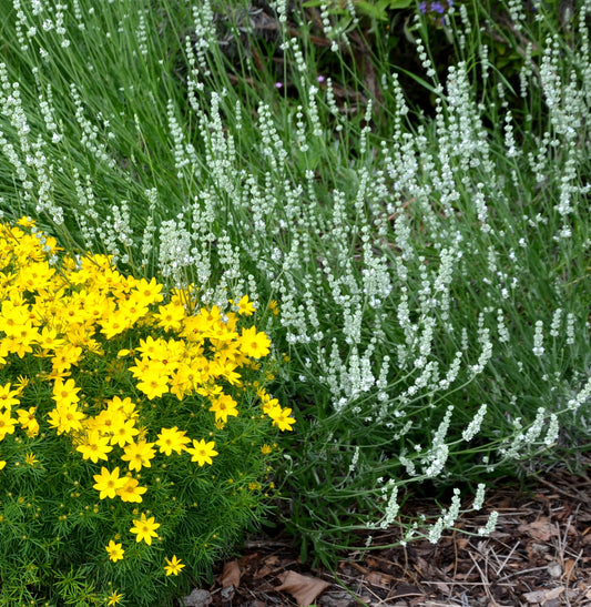 Lavendel Artic snow p9