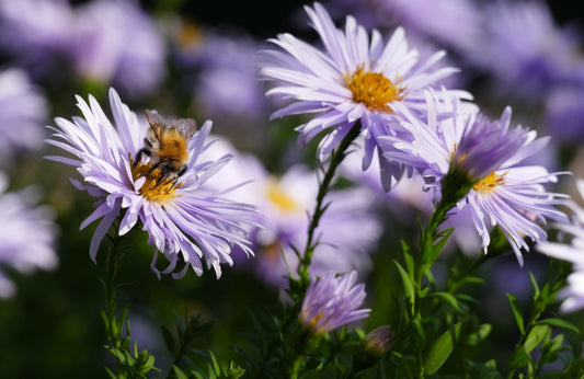 Balsamaster Aster ageratoides 'Asran'