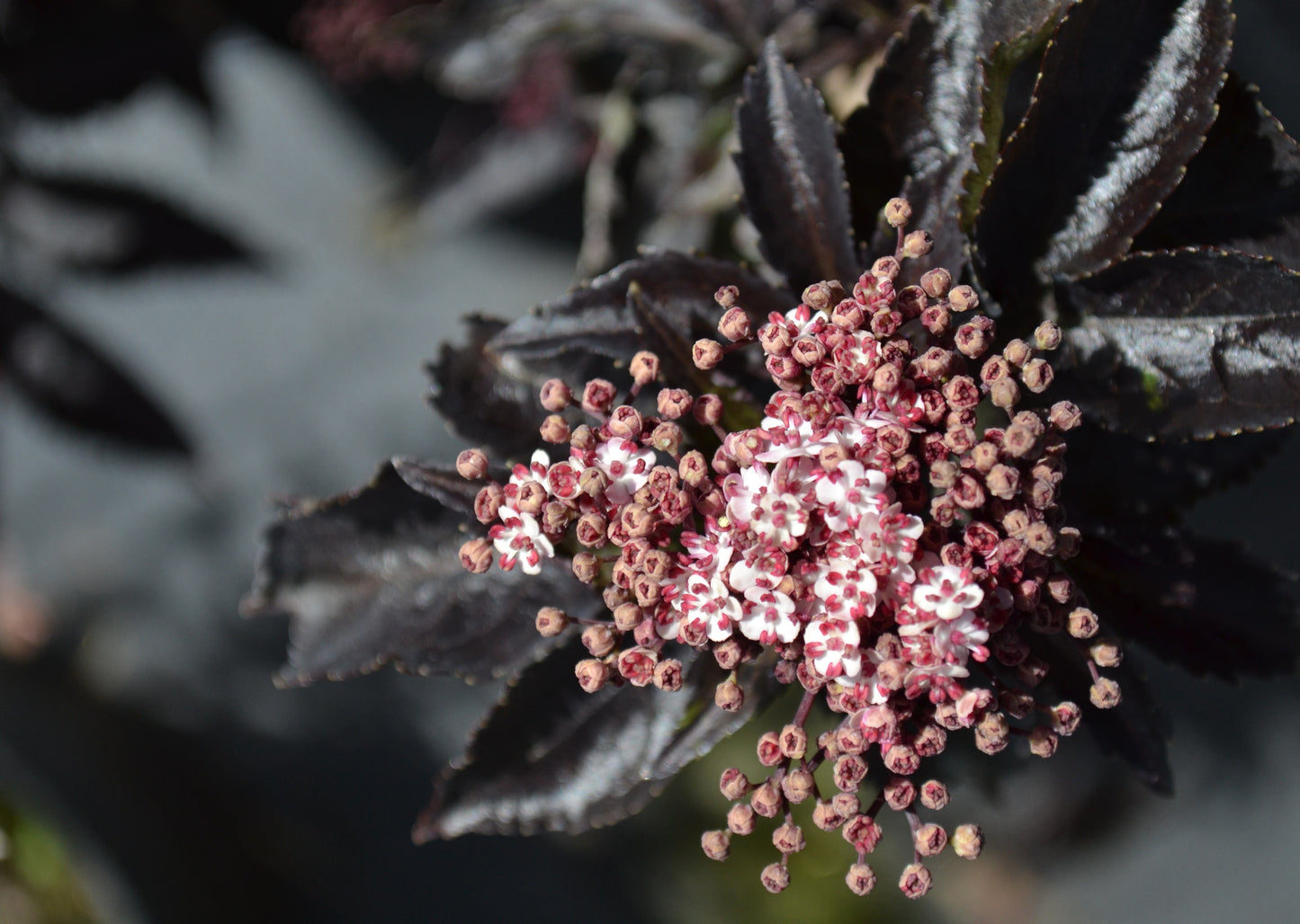 Blodfläder Black Tower 20-25 cm