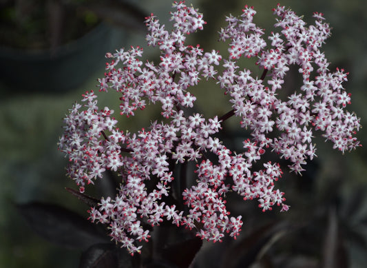 Blodfläder Black Tower 20-25 cm