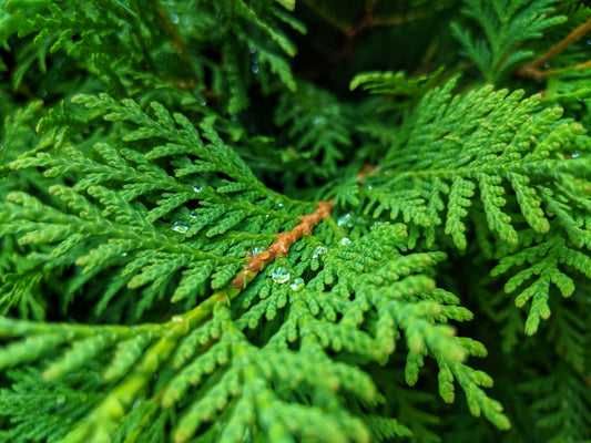 Thuja brabant 60-80 cm