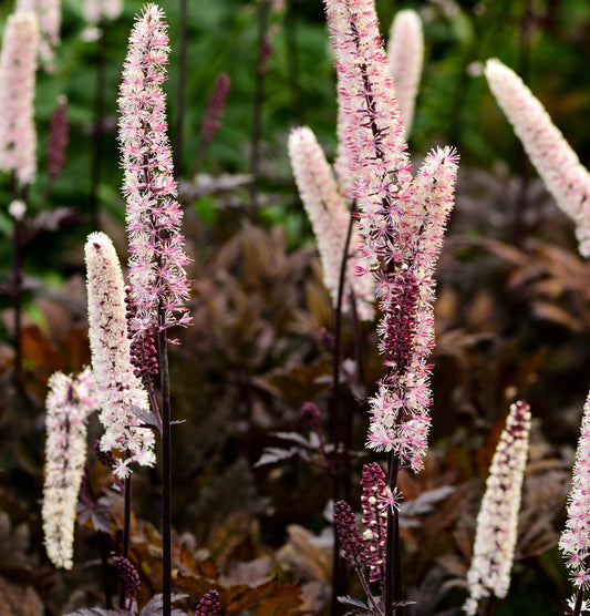 Höstsilverax Brunette