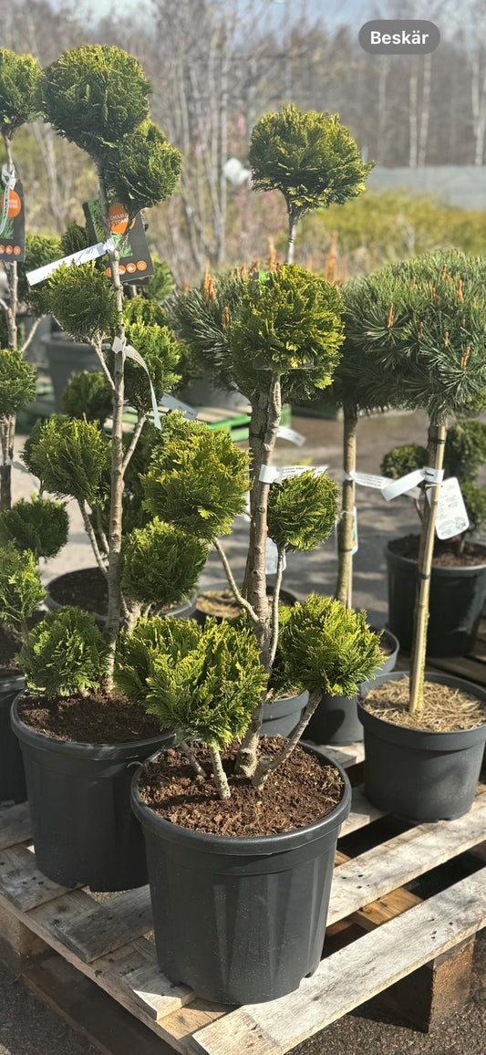 Chamaecyparis "Alumigold 80-100 cm Ponpon