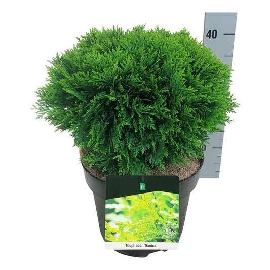 Thuja occ. 'Danica' klot 25-30 cm