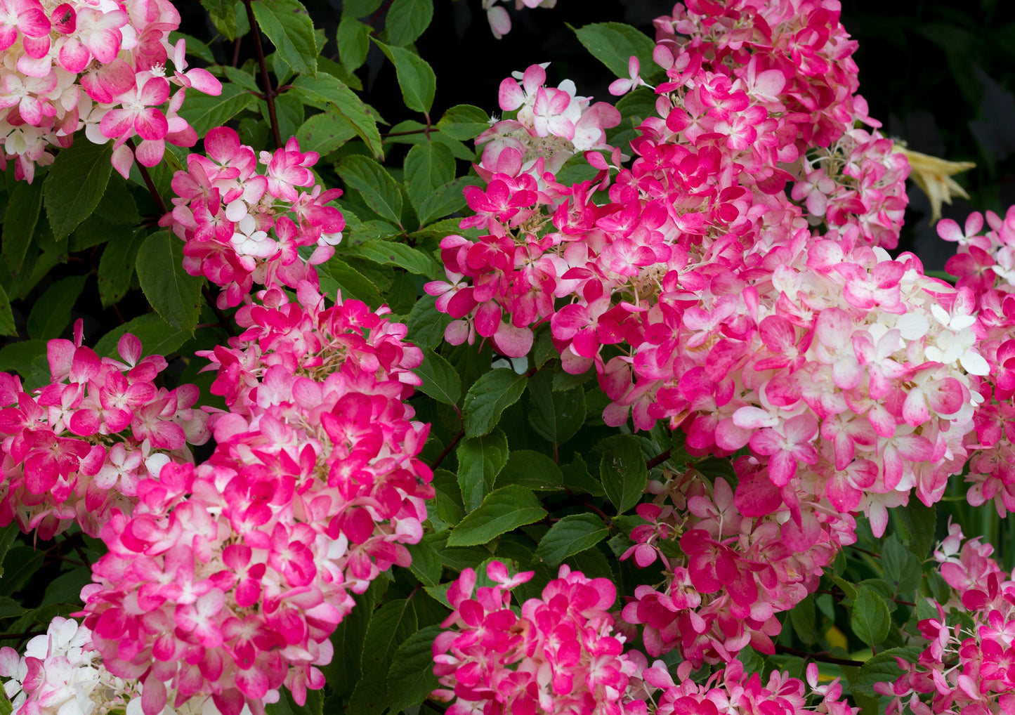 Diamond rouge 25-20 cm