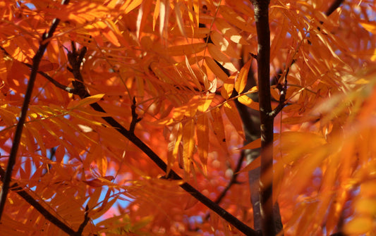 Ullungrönn 'Dodong' 10-12 high standard