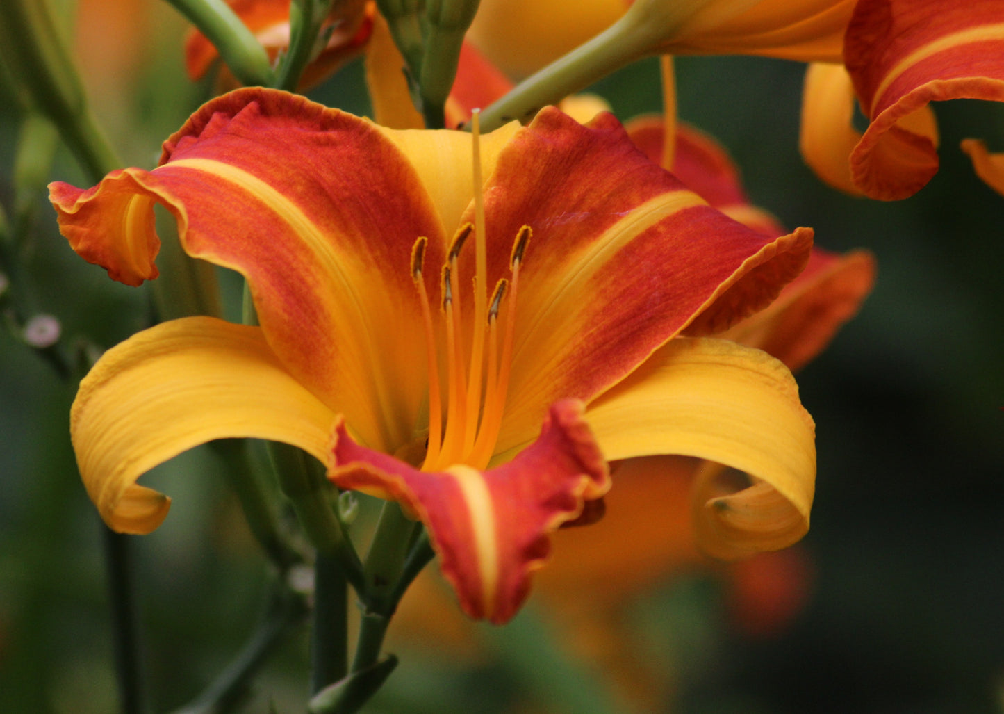 Daglilja 'Frans Hals'