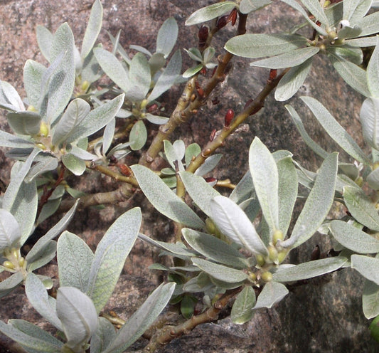 Salix Helvetica 80 cm