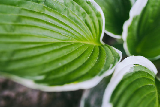 Hosta fortunei aureomarginata