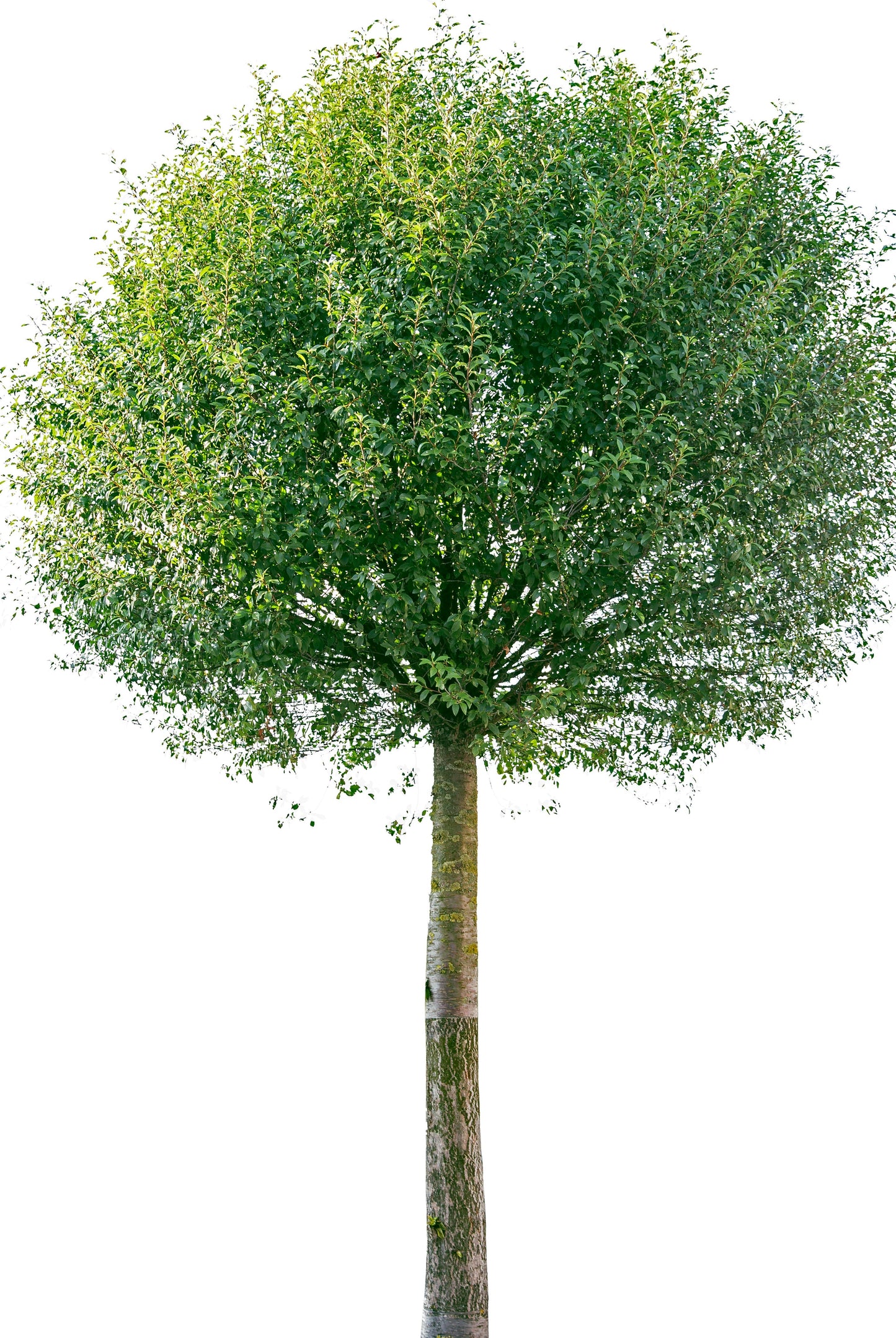 Klotkörsbär 12-14 225 cm