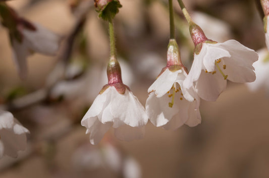Dvärgkörsbär 'Kojou-no-mai' 110 cm