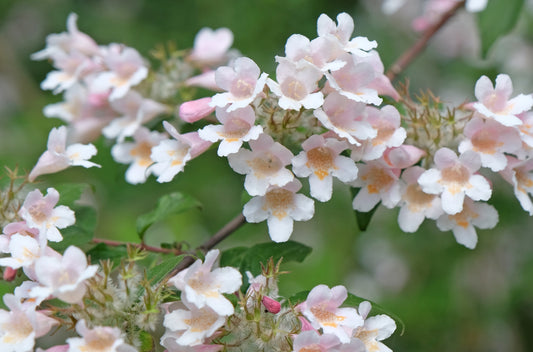 Paradisbuske Kolkwitzia amabilis