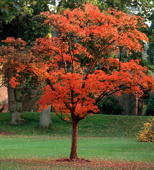 Kopparlönn 80-100 cm