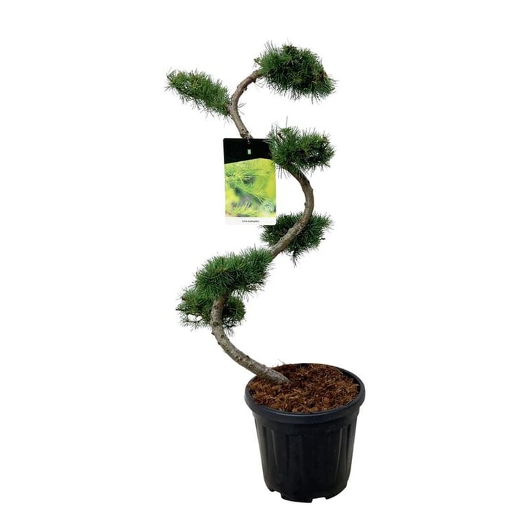 Bonsai Japansk Lärk Larix Kaempferi 125 cm