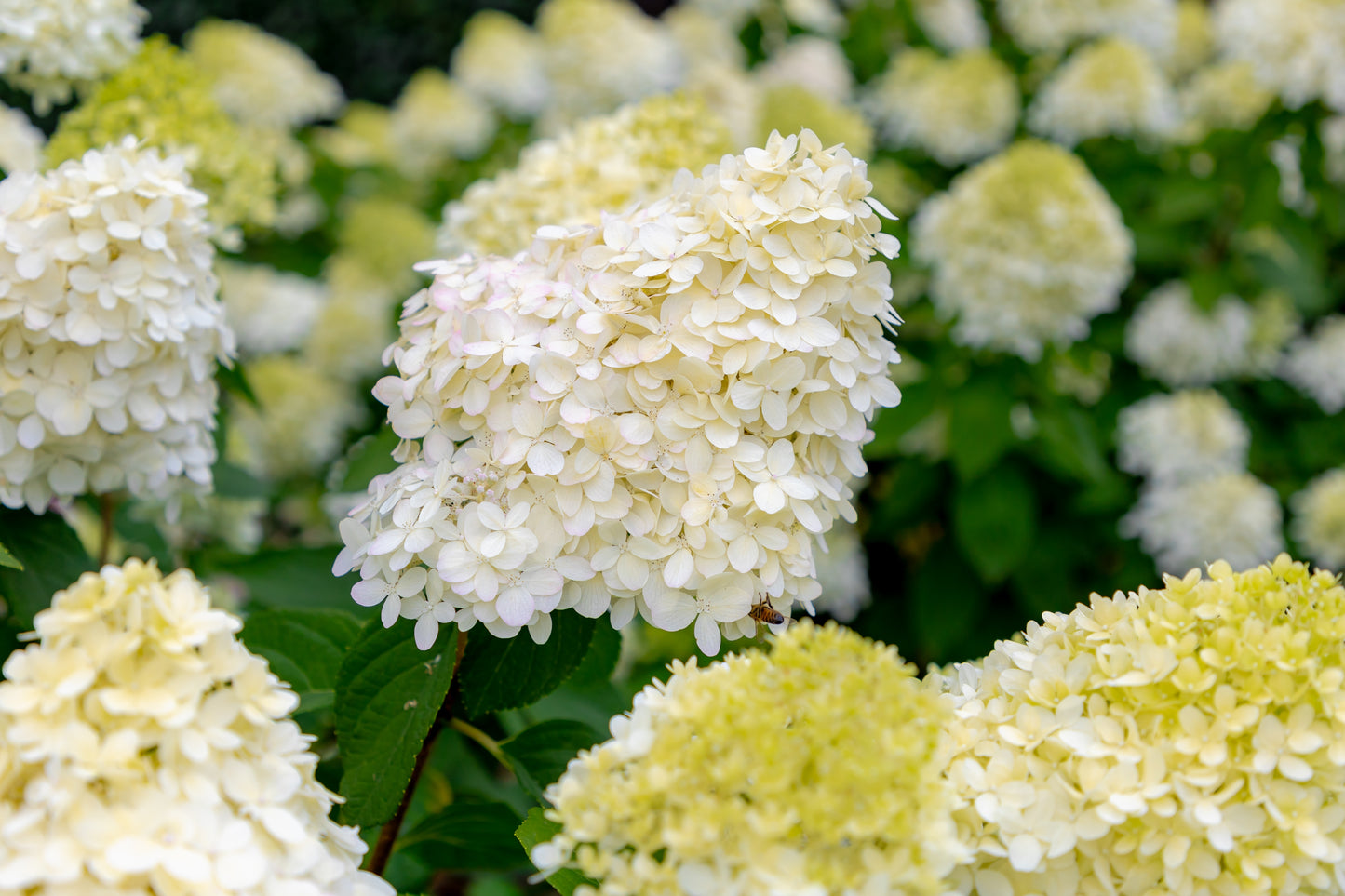 Hortensia Limelight