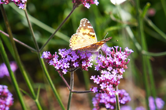 Verbena Lollipop