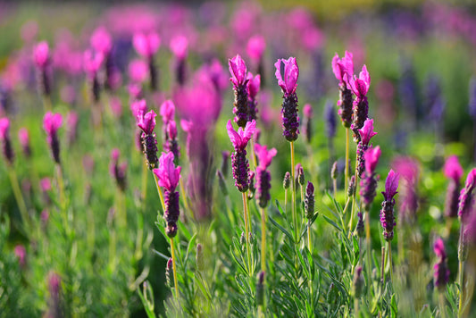 Lavendel Loddon Pink p9