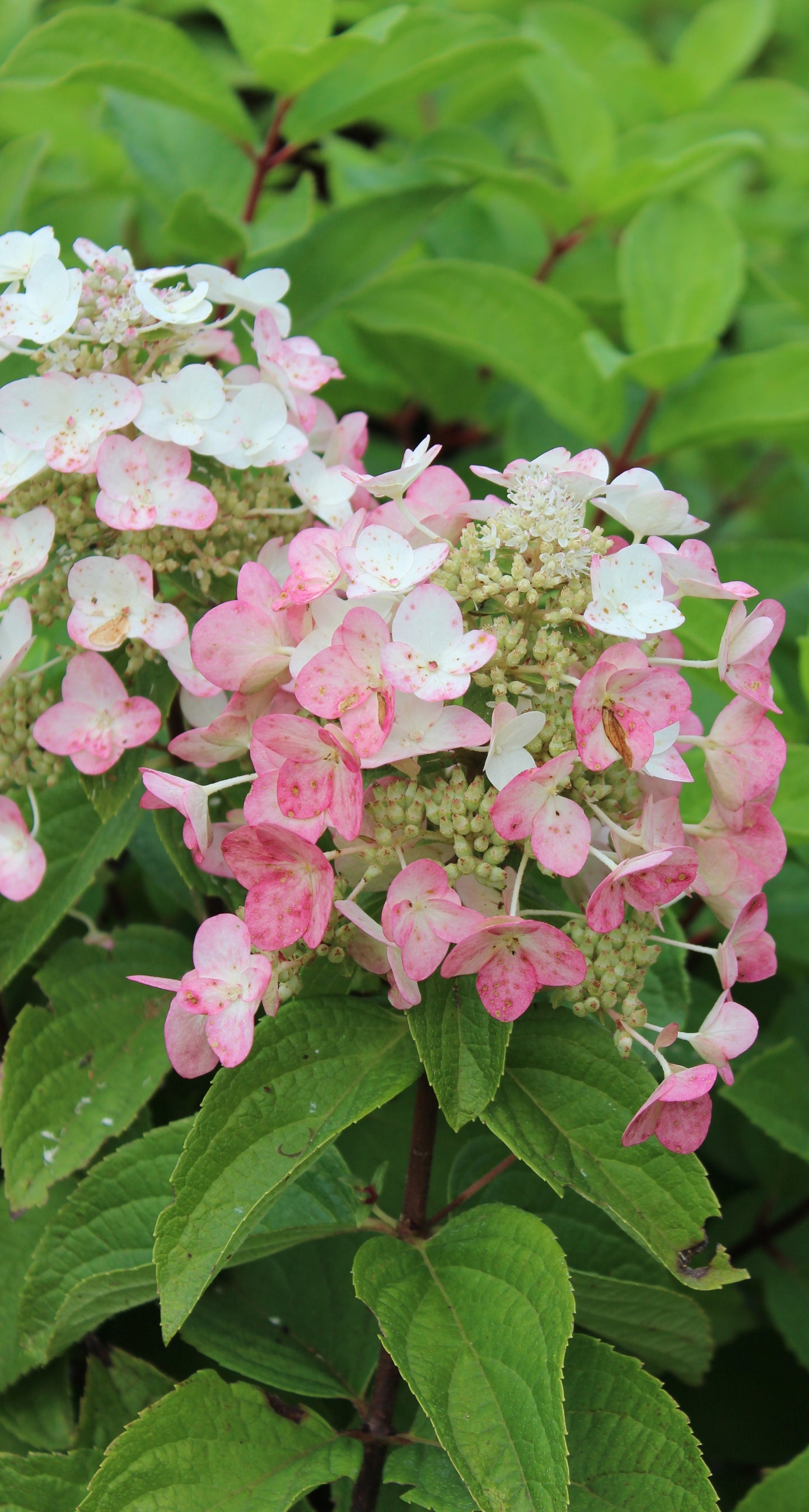 Hortensia Mega Mindy