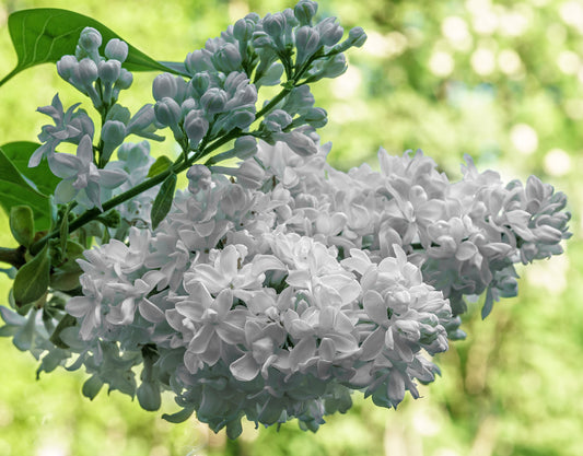 Mme Lemoine 100-125 cm