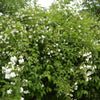Smultronschersmin "Philadelphus 'Mont Blanc'. 30-40 cm