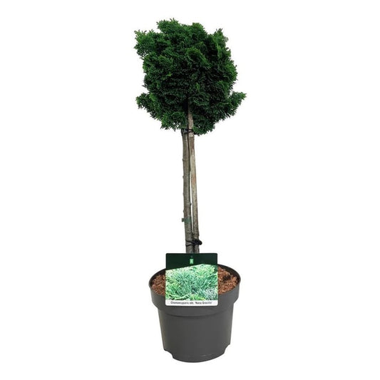 Japansk Ädelcypress på stam 40 cm