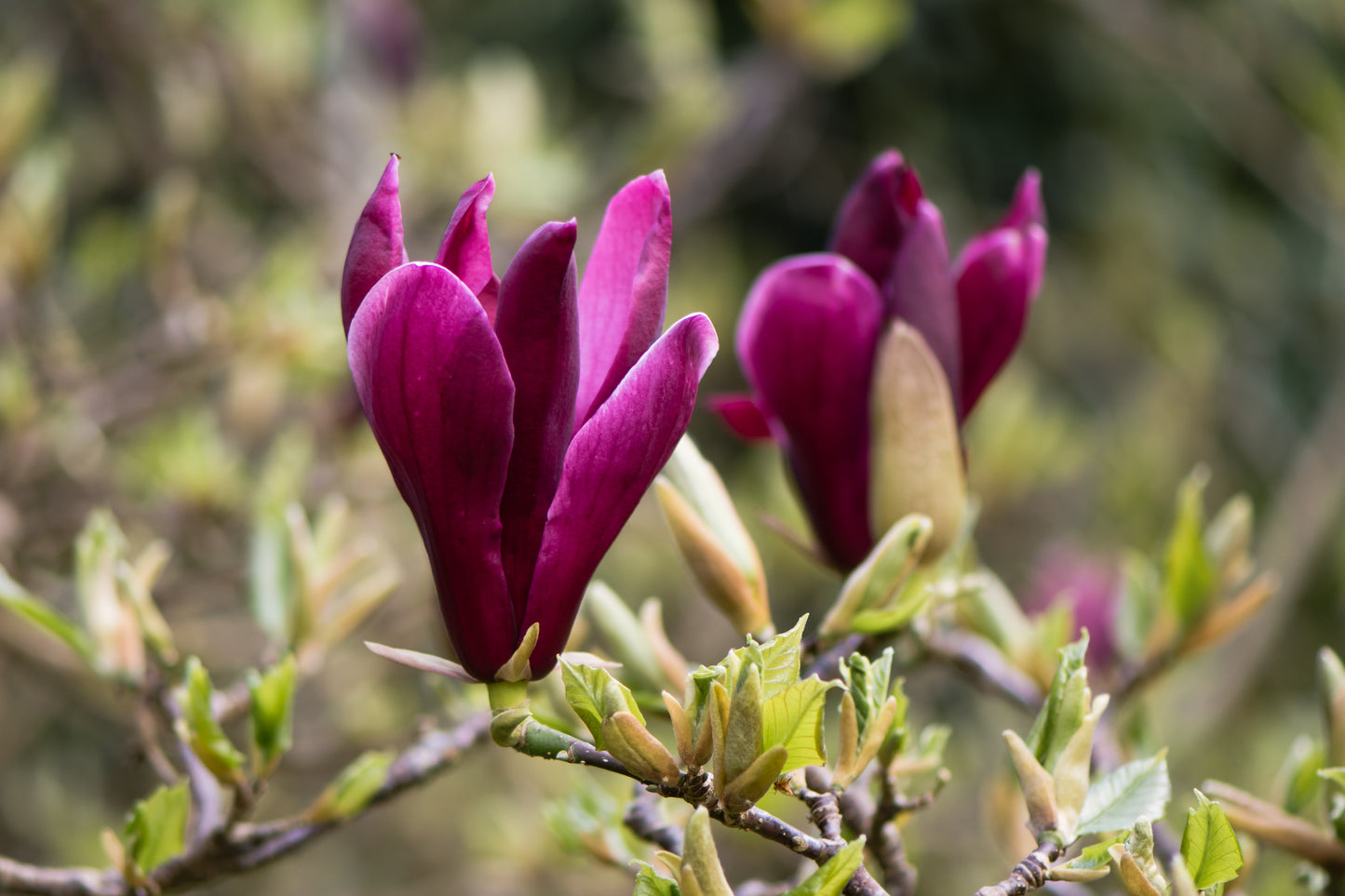 Magnolia Nigra 40-50 cm