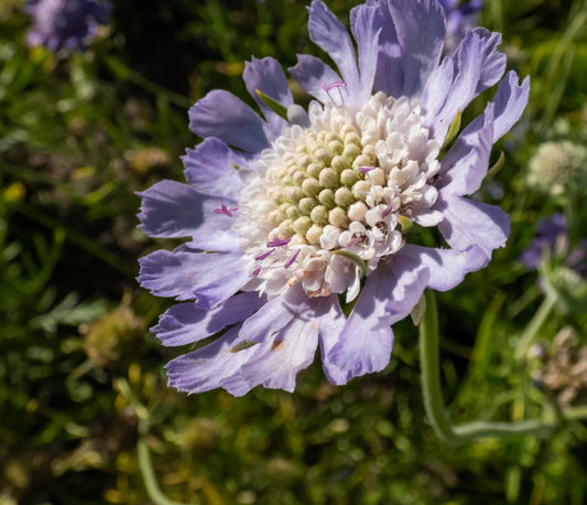 Höstvädd Scabiosa caucasica ’Perfecta