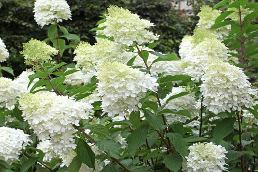 Hortensia "Phantom" 40-50 cm