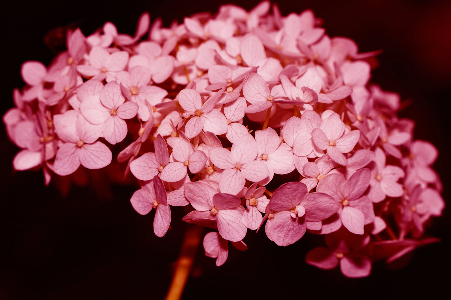 Hortensia Pink Annabelle'