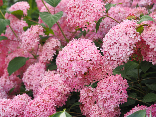 Hortensia Pink Annabelle'
