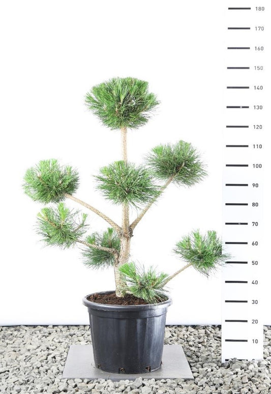 Bonsai Pinus nigra 100-125 cm