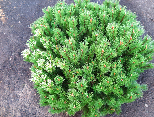 Pinus mugo mops 25-30 cm