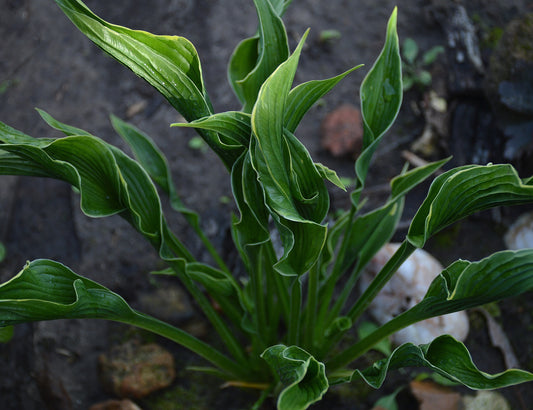 Funkia Praying hands