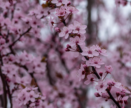 Blodplommon Nigra 8-10