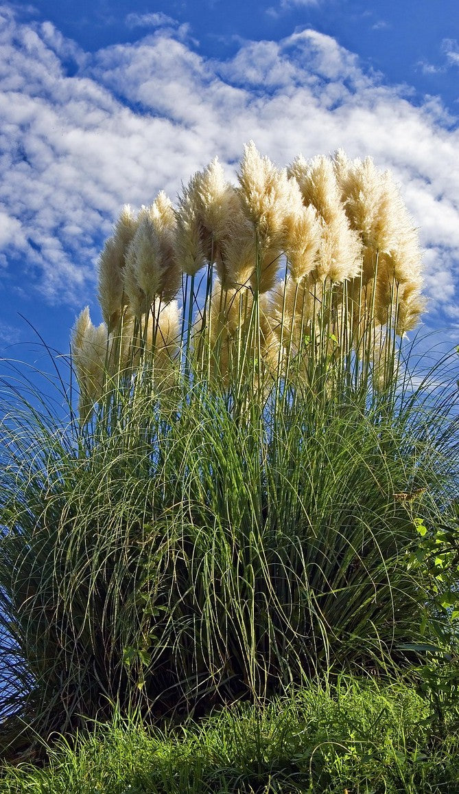 Pampasgräs Pumila