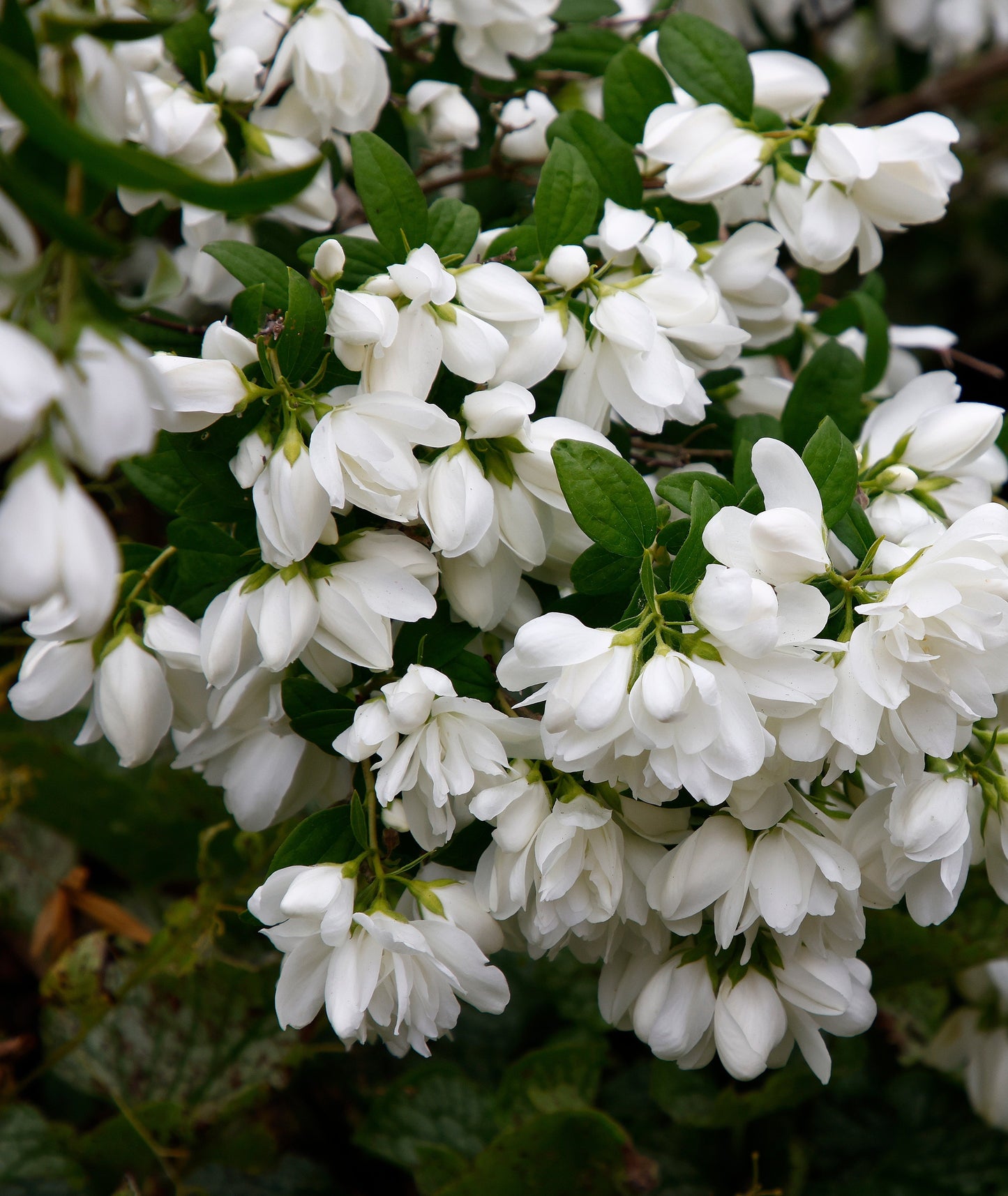 Kameliaschersmin 'Snowbelle' 80-100 cm