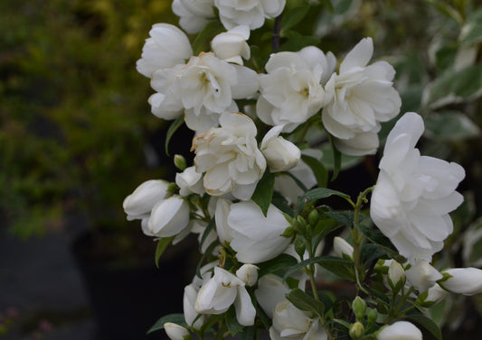 Kameliaschersmin 'Snowbelle' 80-100 cm