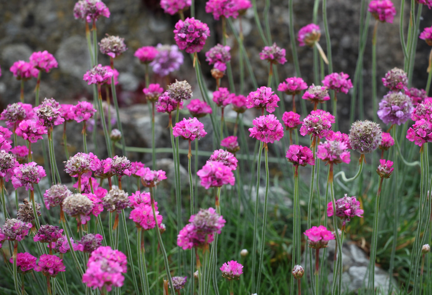 Armeria maritima 'Splendens'