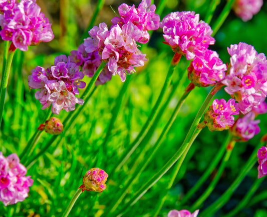 Armeria maritima 'Splendens'