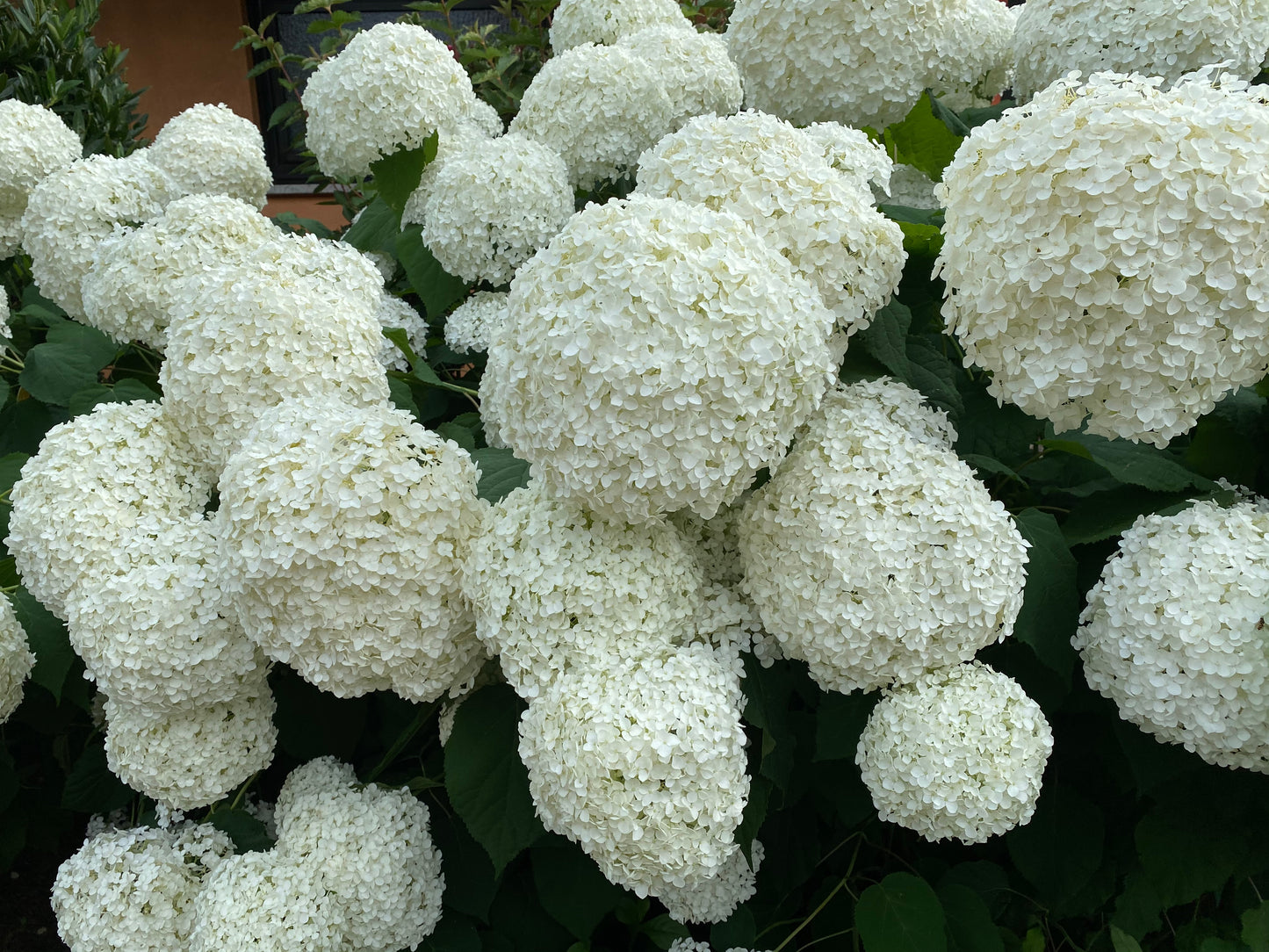 Strong 'Annabelle' 25-30cm. 3,5 l