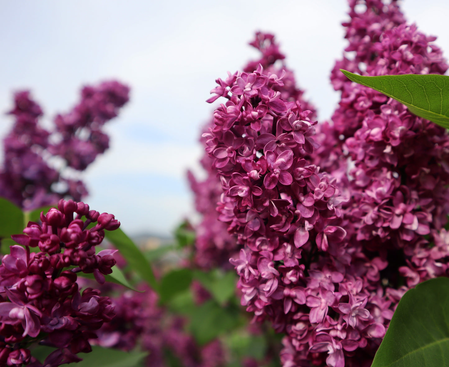 Charles Joly 25-30 cm