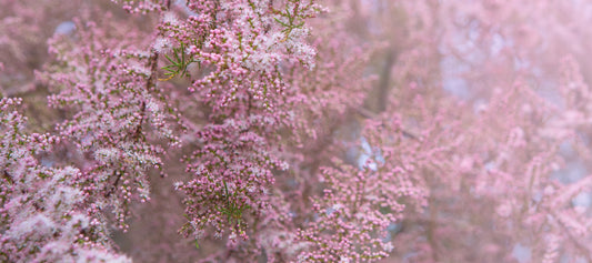 Prakttamarisk 30-40 cm